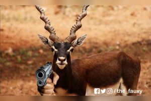 सलमान के वकील ने कहा की काला हिरण भी सलमान से बंदूक छीन कर भागा था