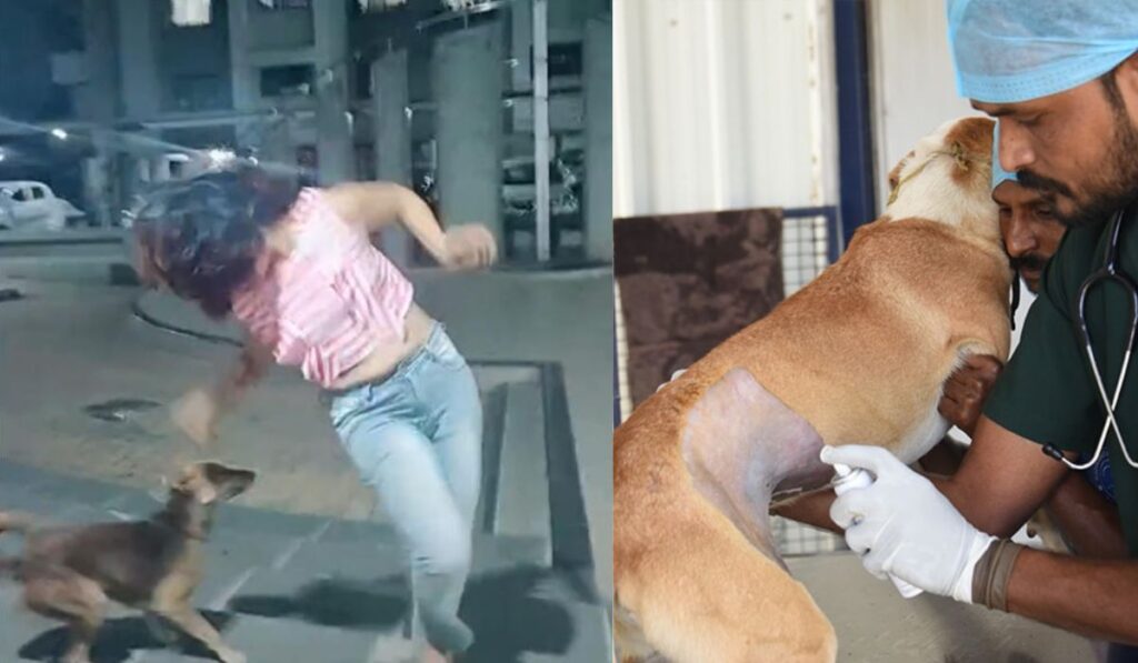 dog 2