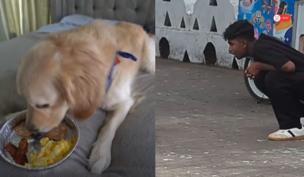 dog 3